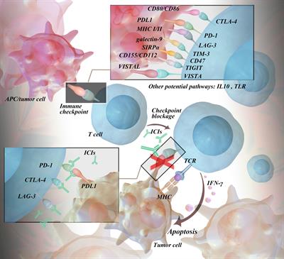 Immune-related adverse events of immune checkpoint inhibitors: a review
